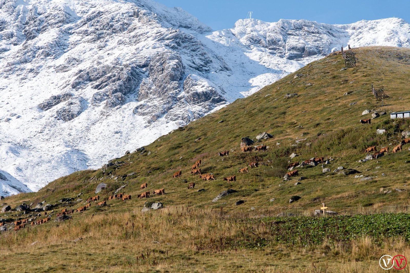 Val Thorens, tehenek és fehérlő hegyek