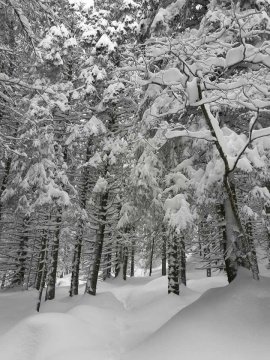Hrebienok (Tarajka) környéke Kép: Peter Kubovič