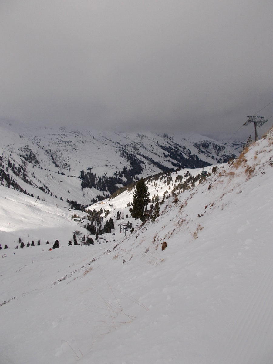 Ez a fenyő hogyan nő?