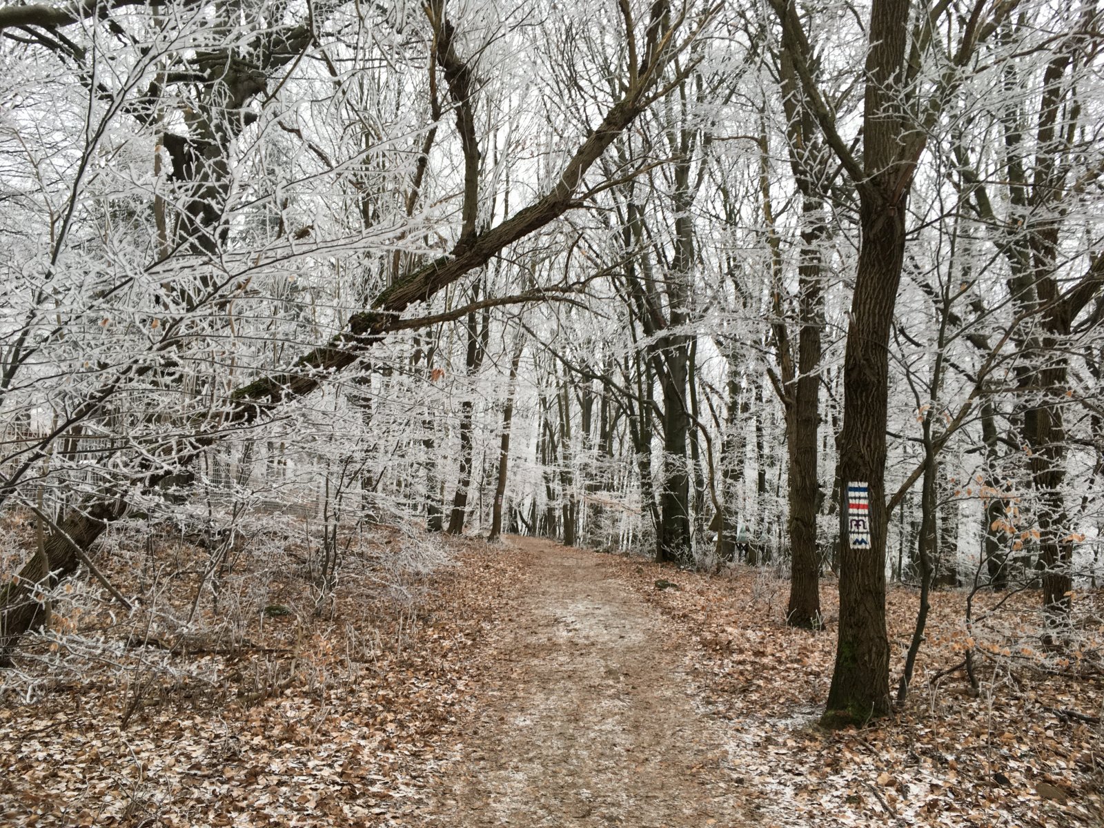 Úton Galyatetőre Mátraszentlászlóról