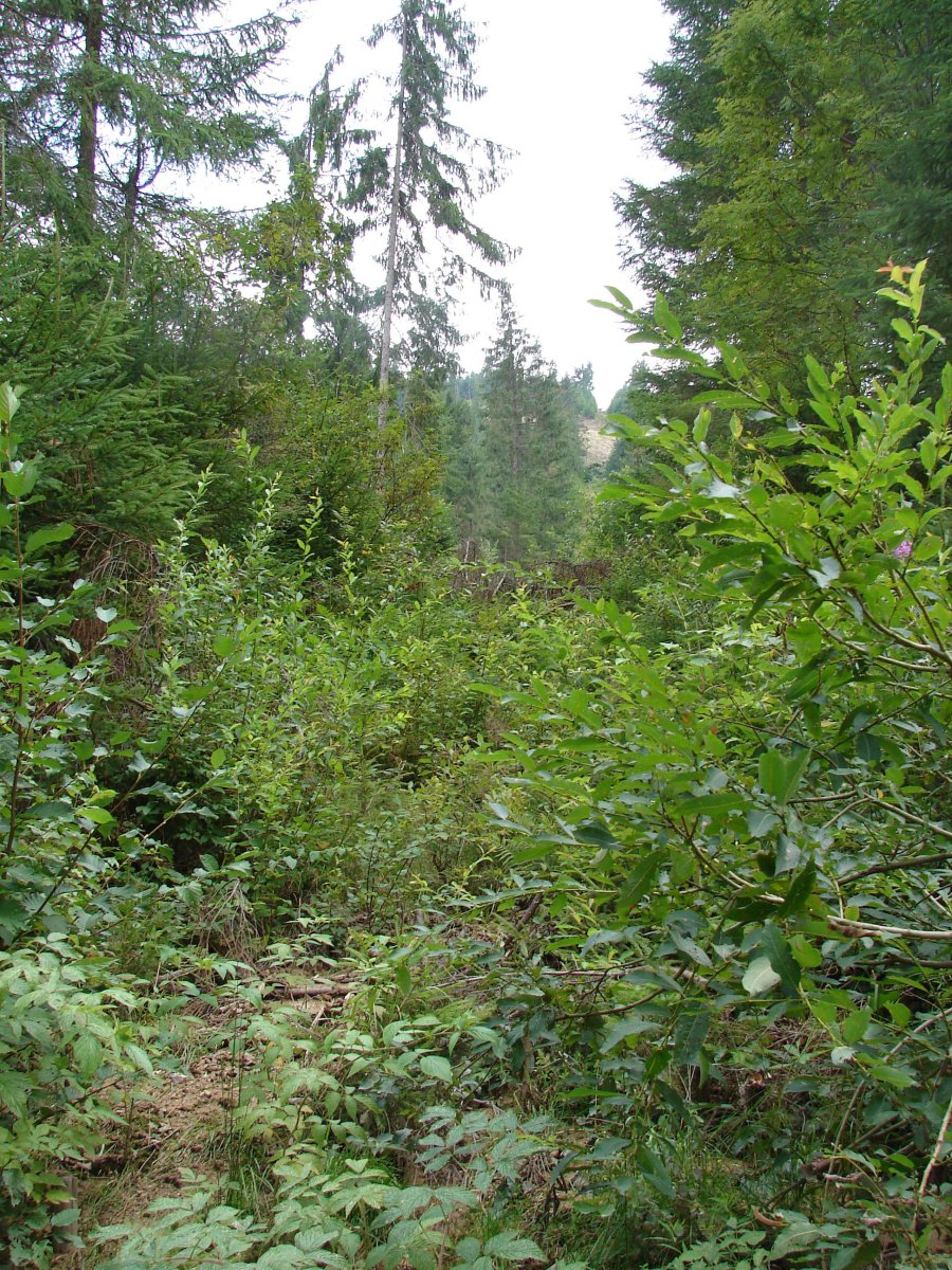 A régi felvonó nyomvonala - itt lenne az új is