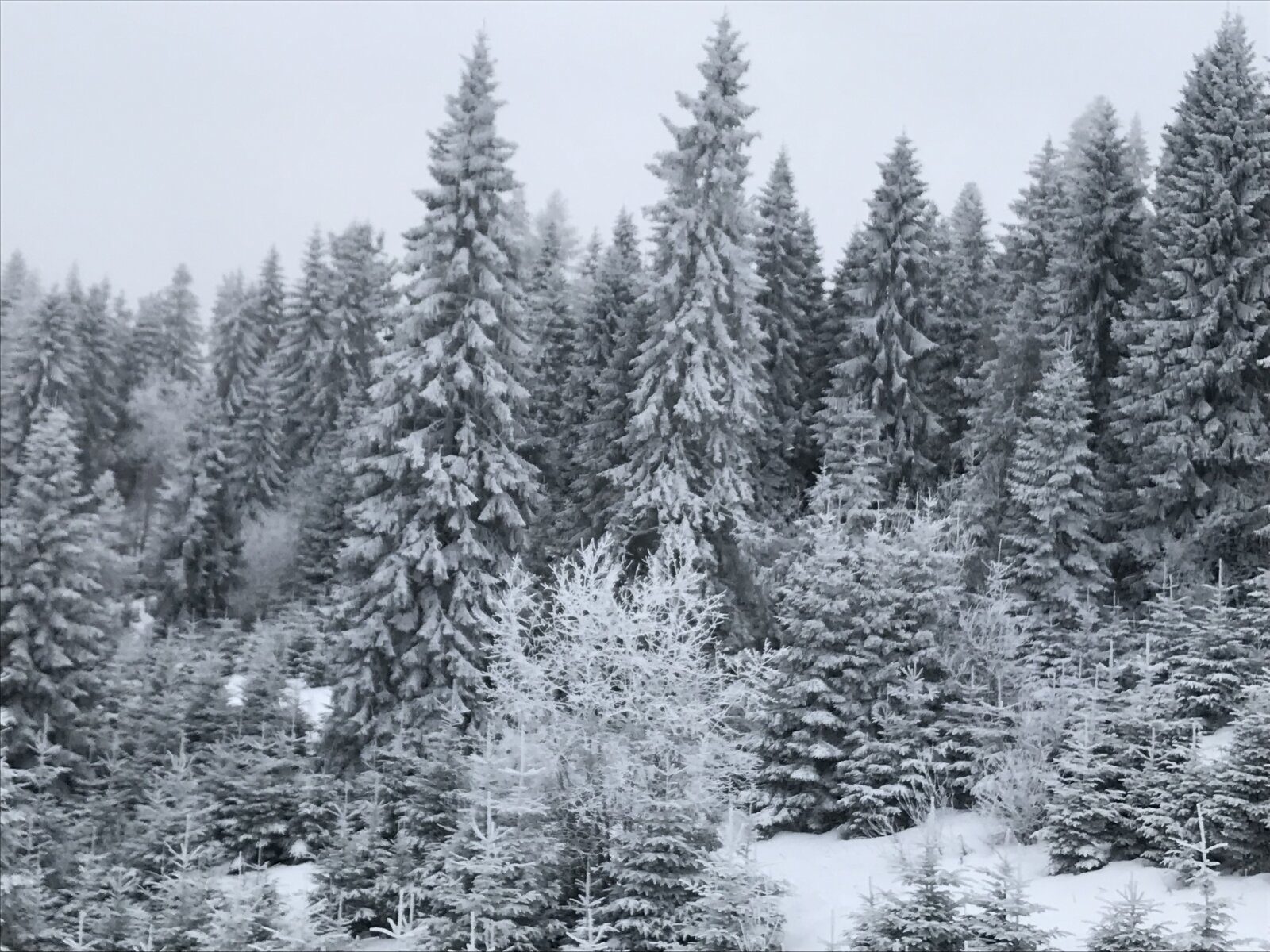 IMG-2773.JPG