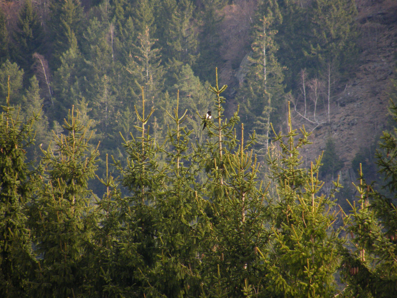 Nem minden fajta szarka ...
