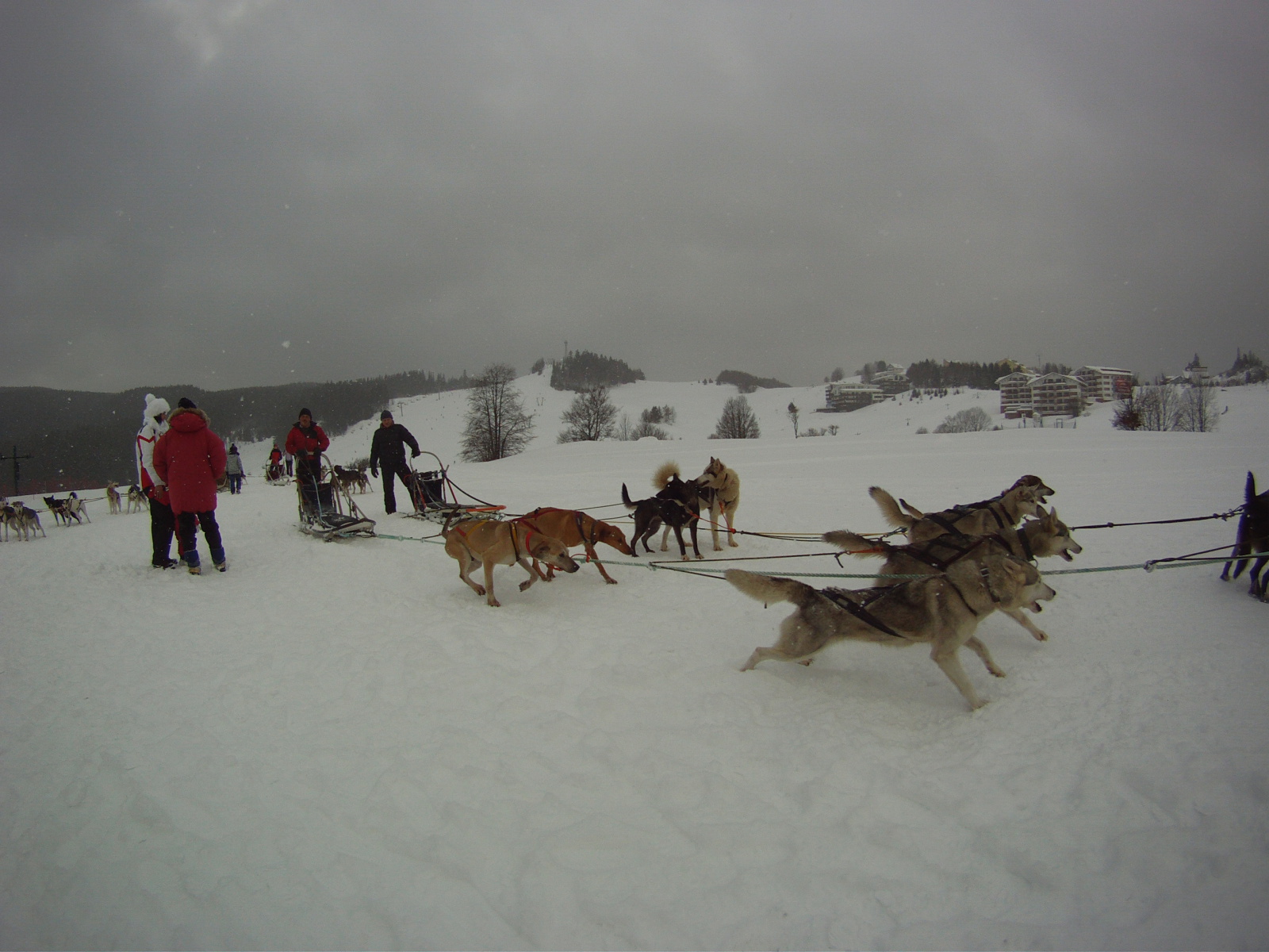Szánhúzó kutyák rajtja