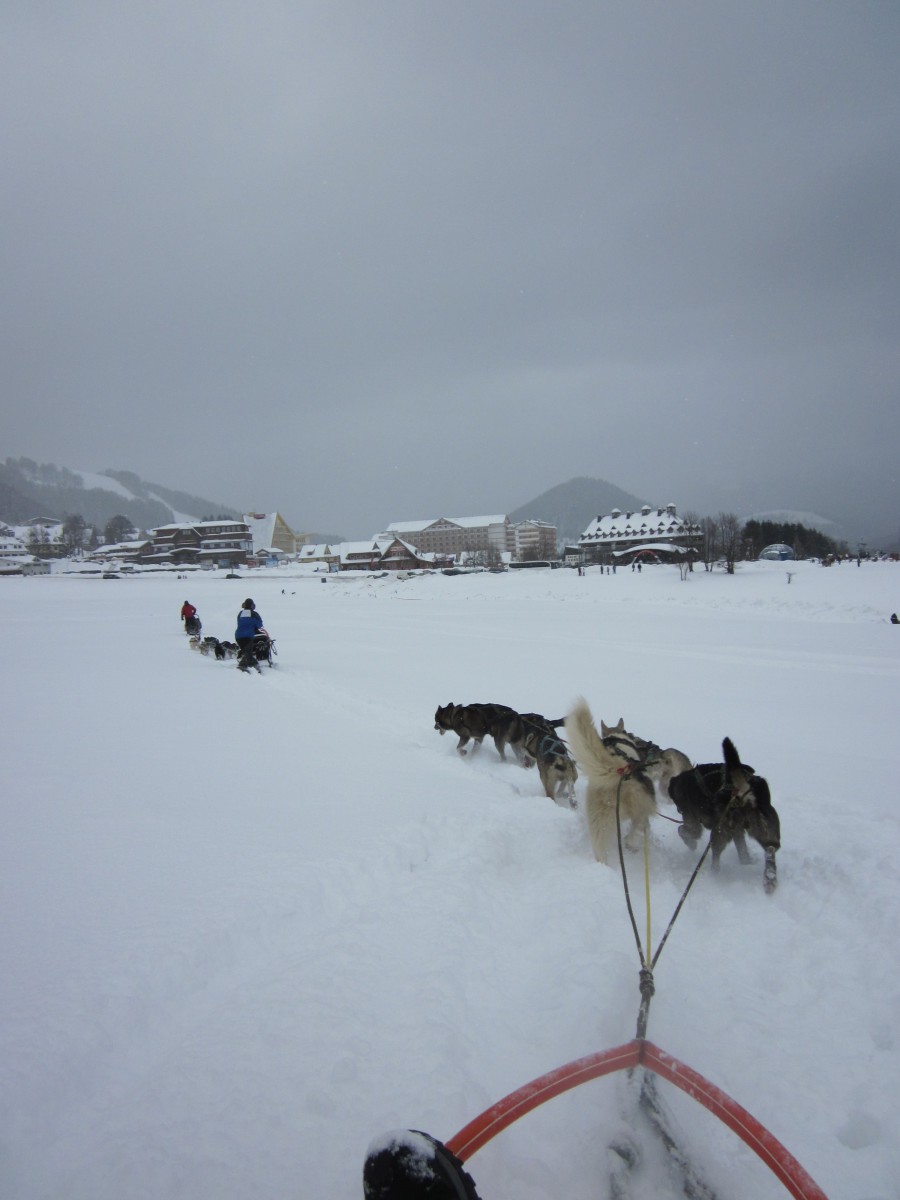 A kis fennsíkon kb. 4-5 perc alatt tették meg a kutyák az 1-1,5 kilométeres ávot