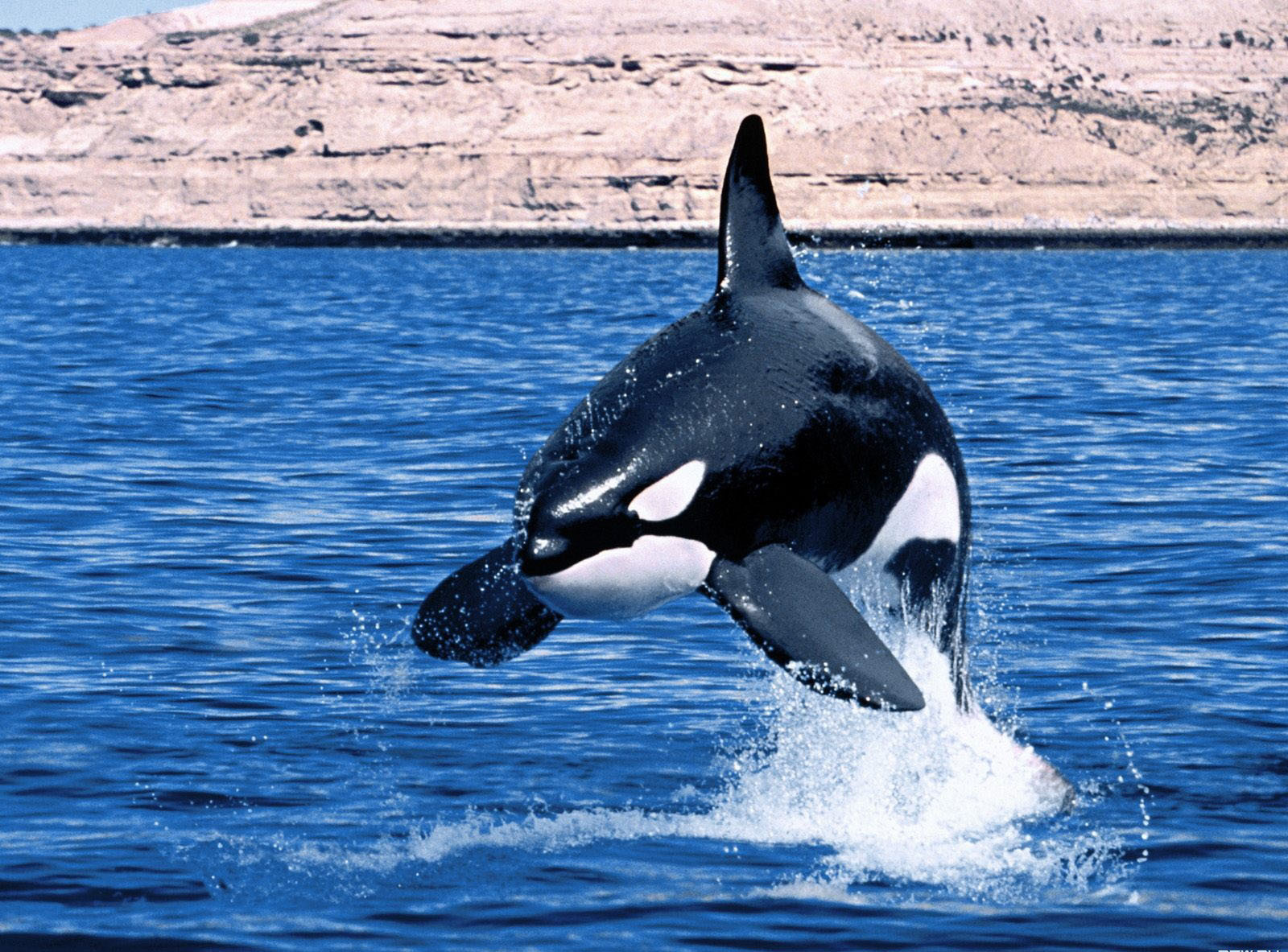 jaj he élőben is lehetne:-)