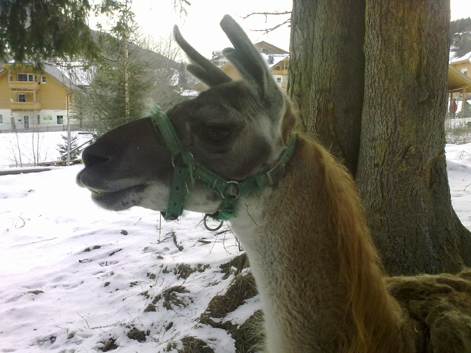 Bad Kleinkirchheim - Lám a láma is szeret itt lenni!