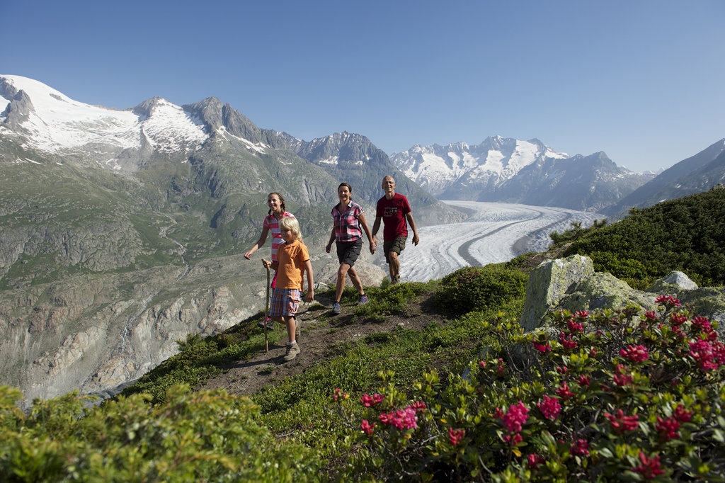 Nyári kép: virágzik az alpesi rózsa az Aletsch Gleccser közelében