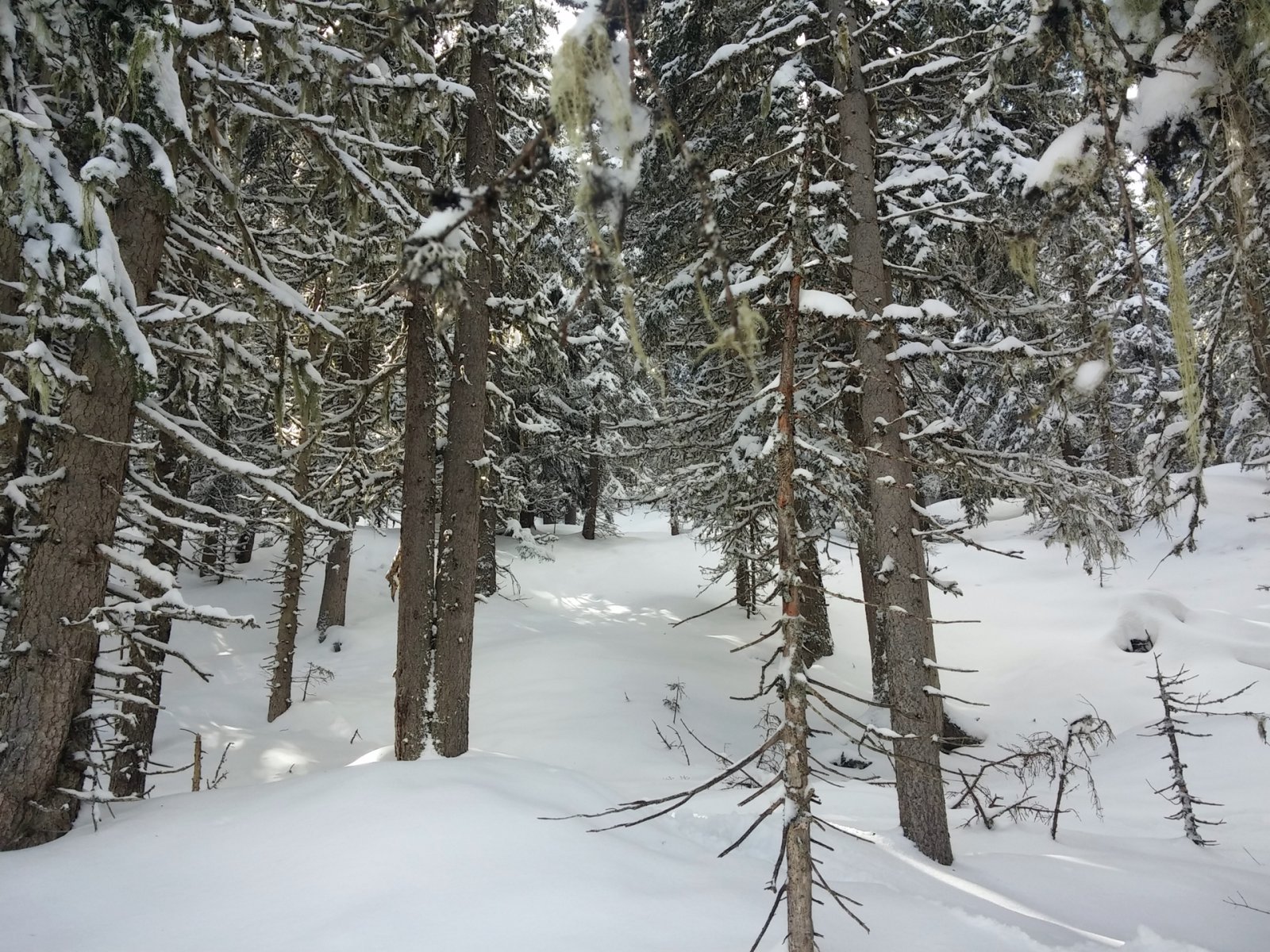 Az erdőben meglepően sok és jó a hó.