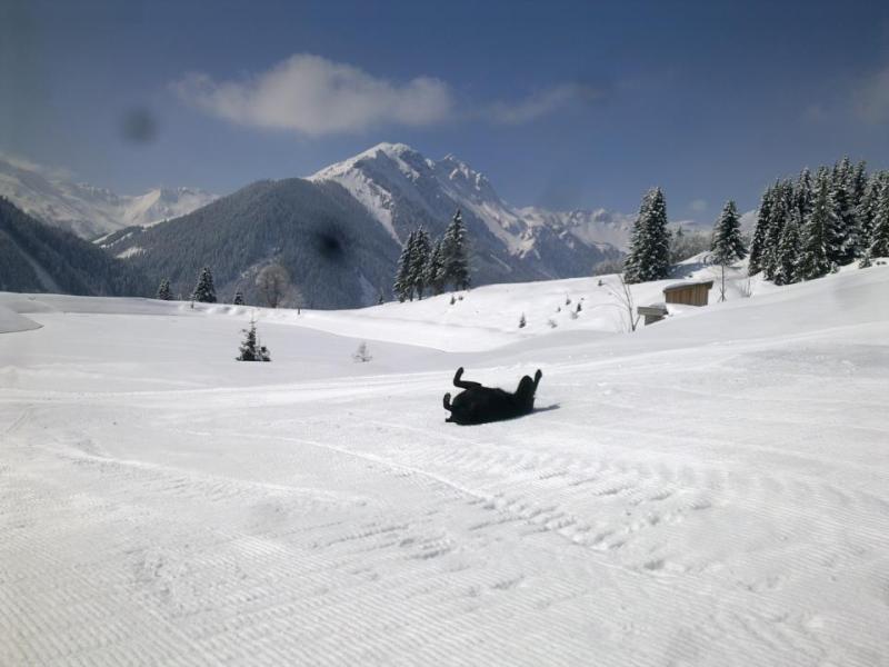 Kutya örül a friss hónak Saalbachban április elsején  - Kattints a képre a nagyításhoz
