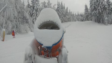 Hócápa , az egyetlen a hegyen.
