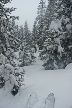 ....Hol sűrűbb erdő fogad