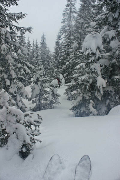 ....Hol sűrűbb erdő fogad - Kattints a képre a nagyításhoz
