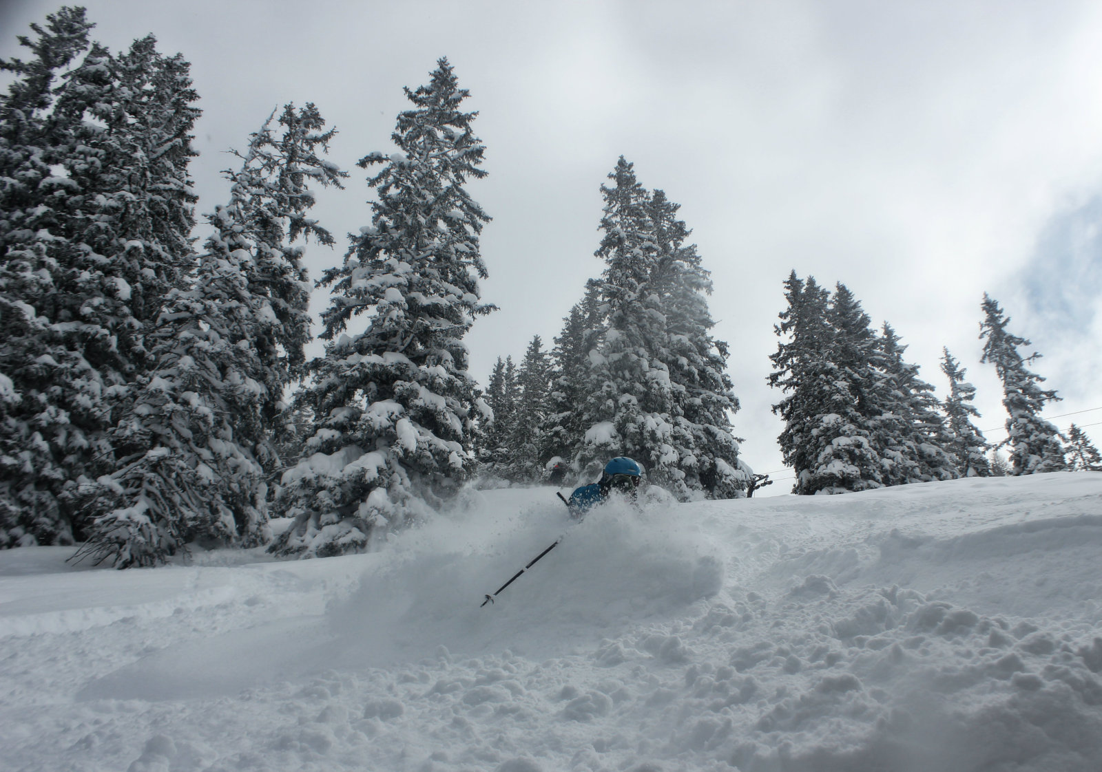 Elveszve a fenyvesekben