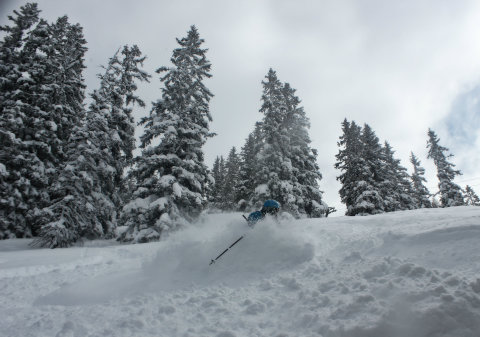 Elveszve a fenyvesekben