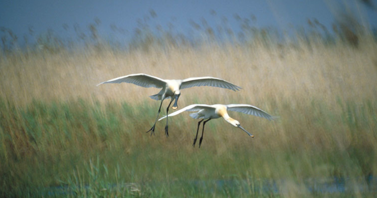 Fertő tó - Seewinkel Nemzeti Park