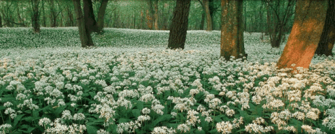Donau-Auen Nemzeti Park