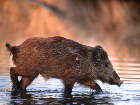 Donau-Auen Nemzeti Park