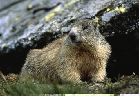 Mormota | Fotó: Hohe Tauern Nemzeti Park