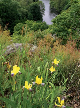 Thayatal Nemzeti Park