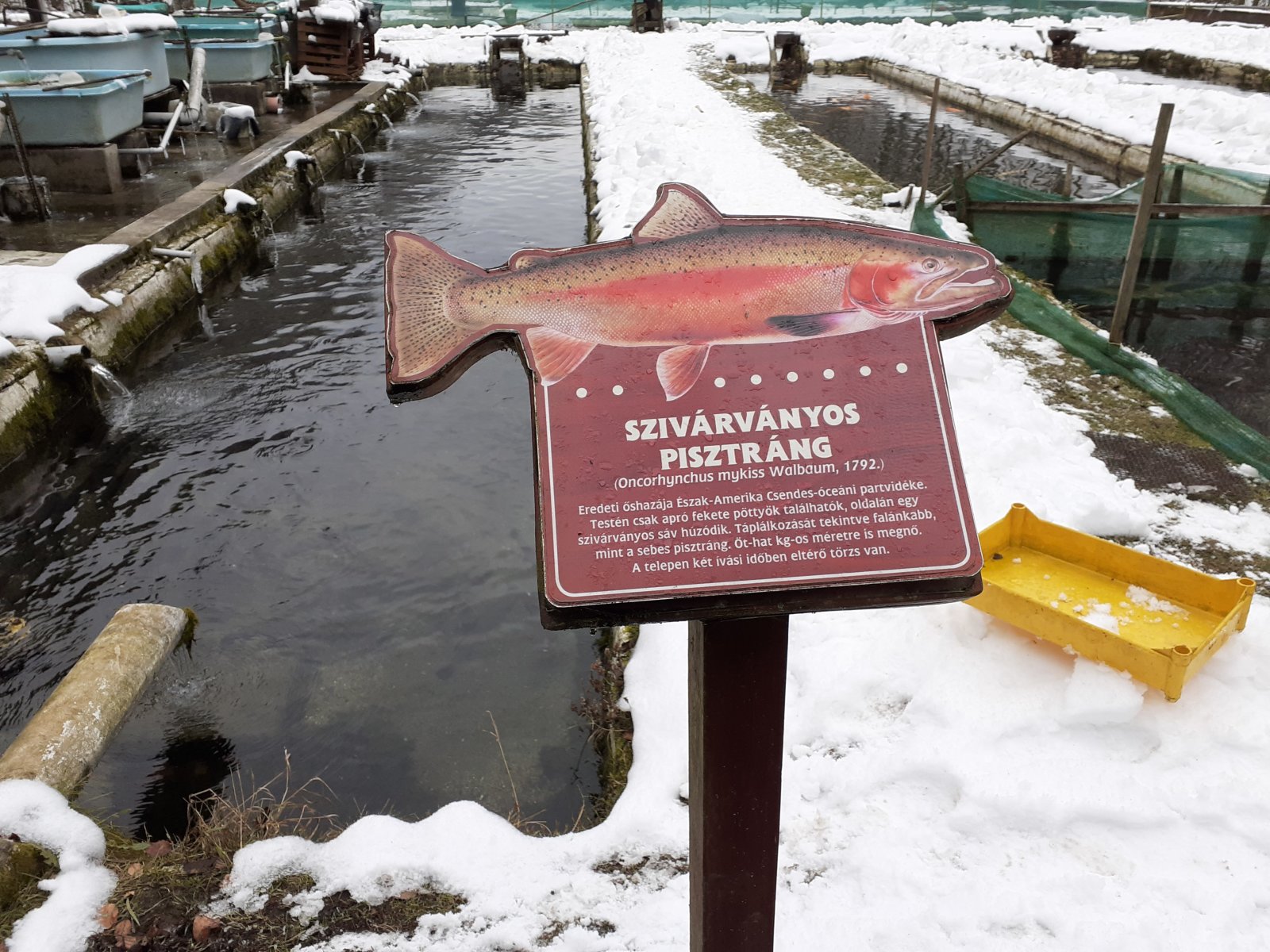 Lillafüredi pisztrángos kihagyhatatlan!