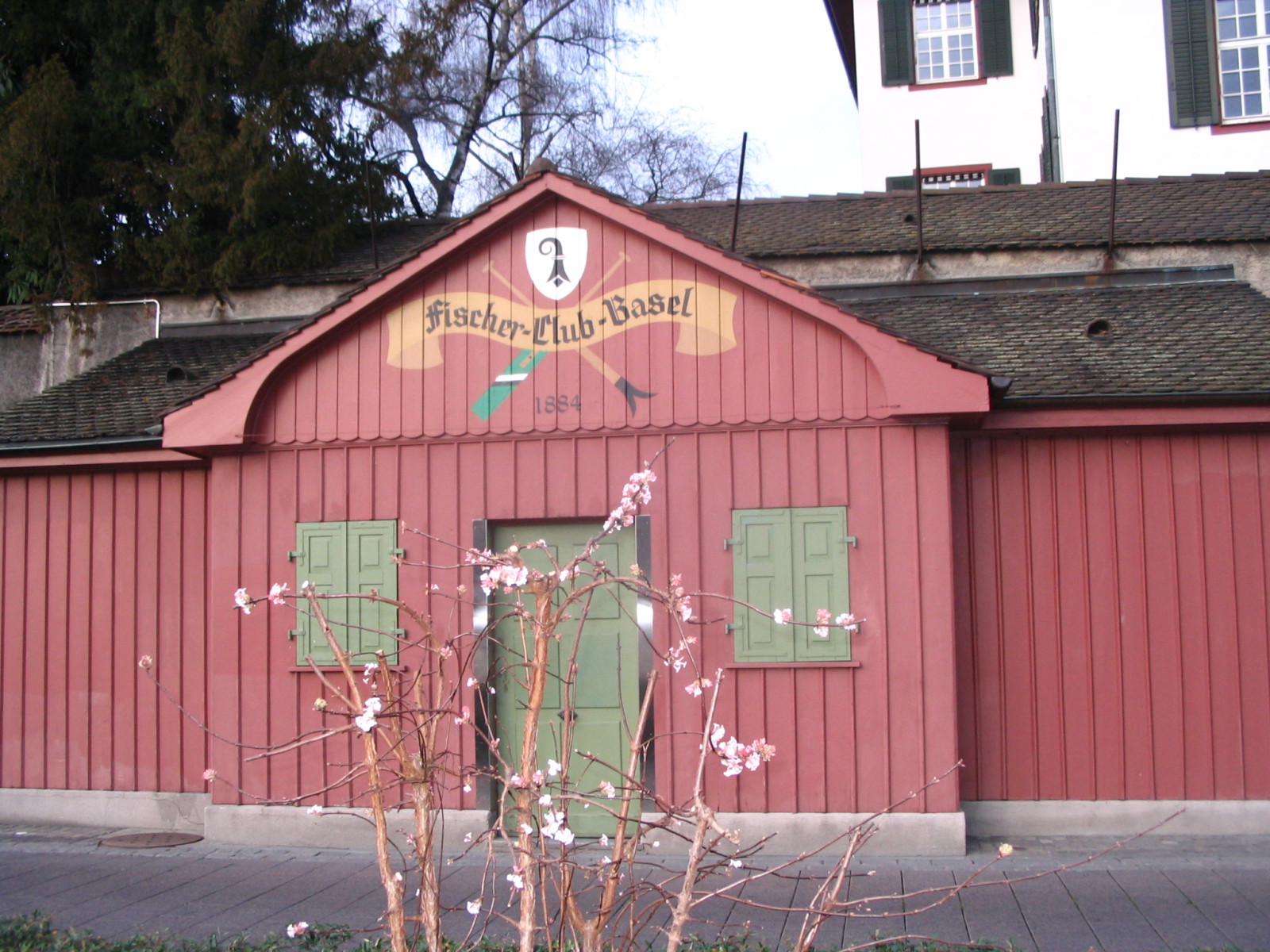 A szokatlanul enyhe tél jele: virágzó bokor januárban