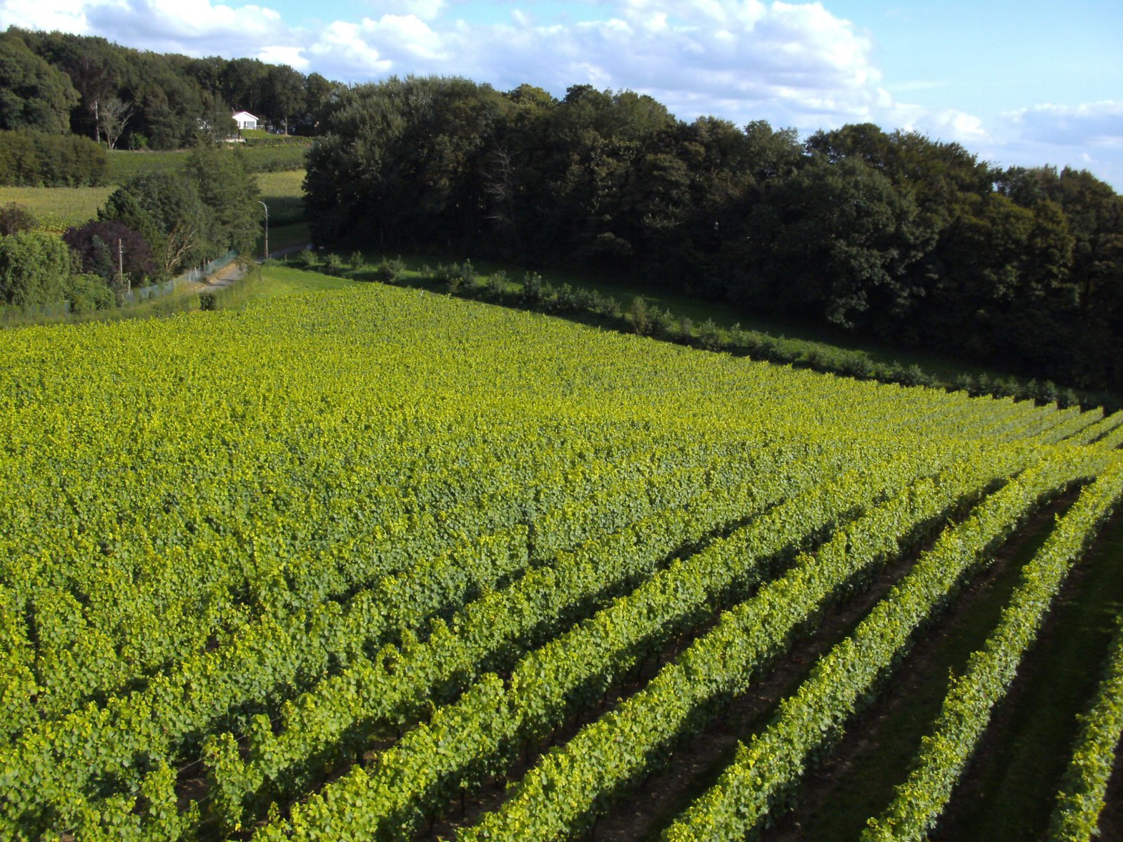 Kilátás a liftről (Kép: Cordoba Telesiege /Facebook)