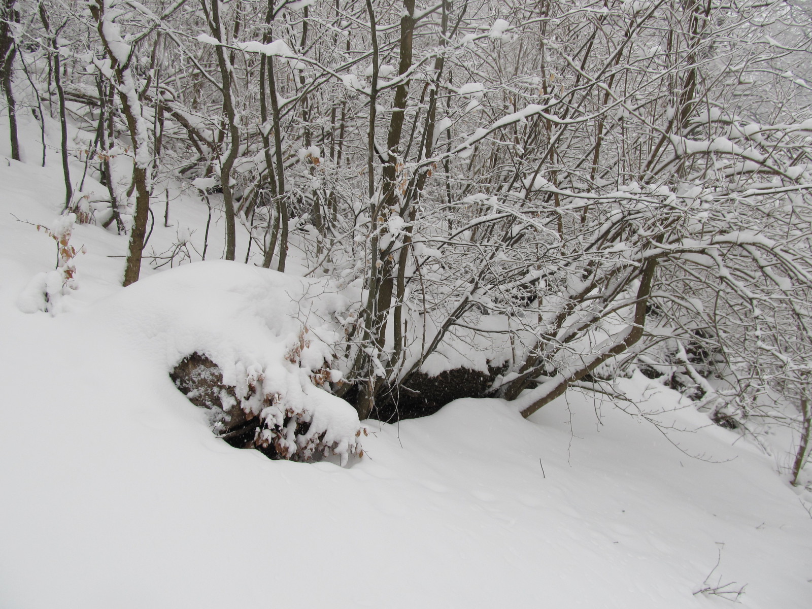havas fák a felvonó mellett