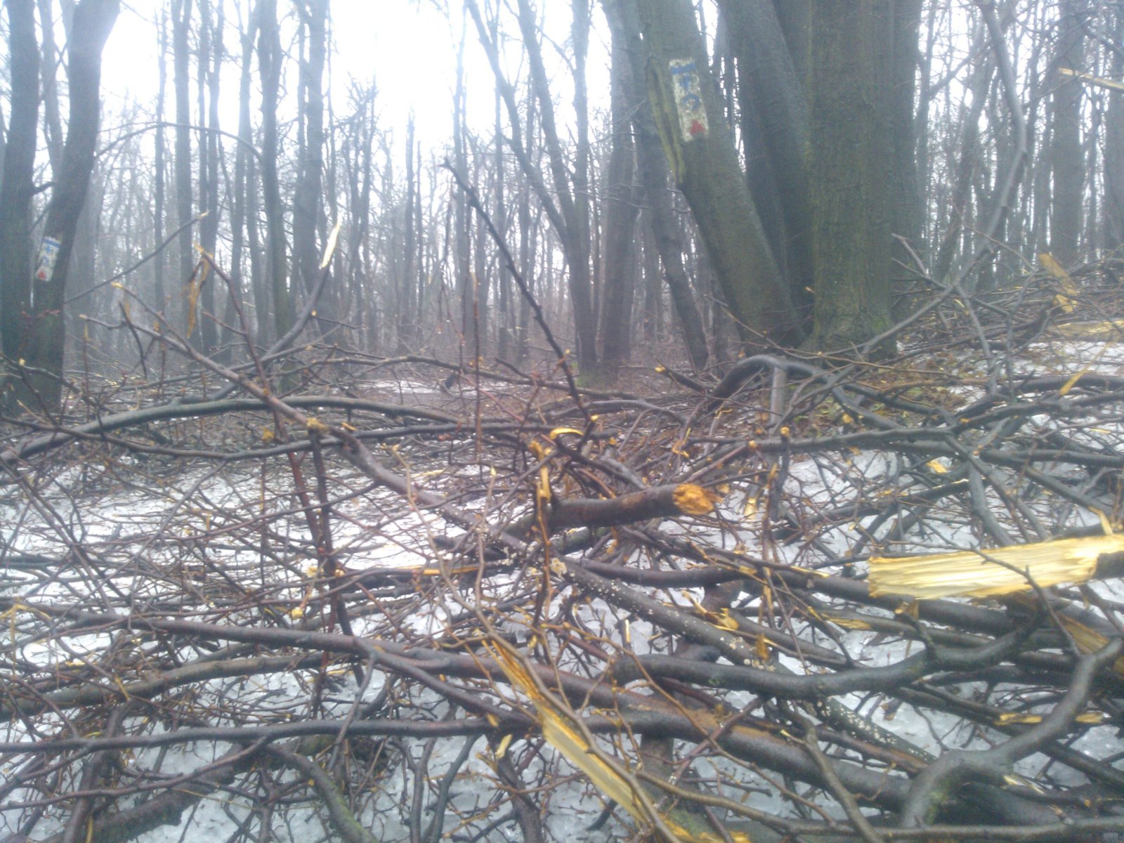 Turista jelzések ágakba fonva...