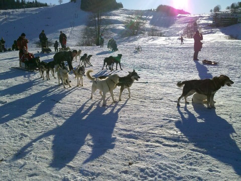 szánhúzó kutyákkal is lehetett találkozni