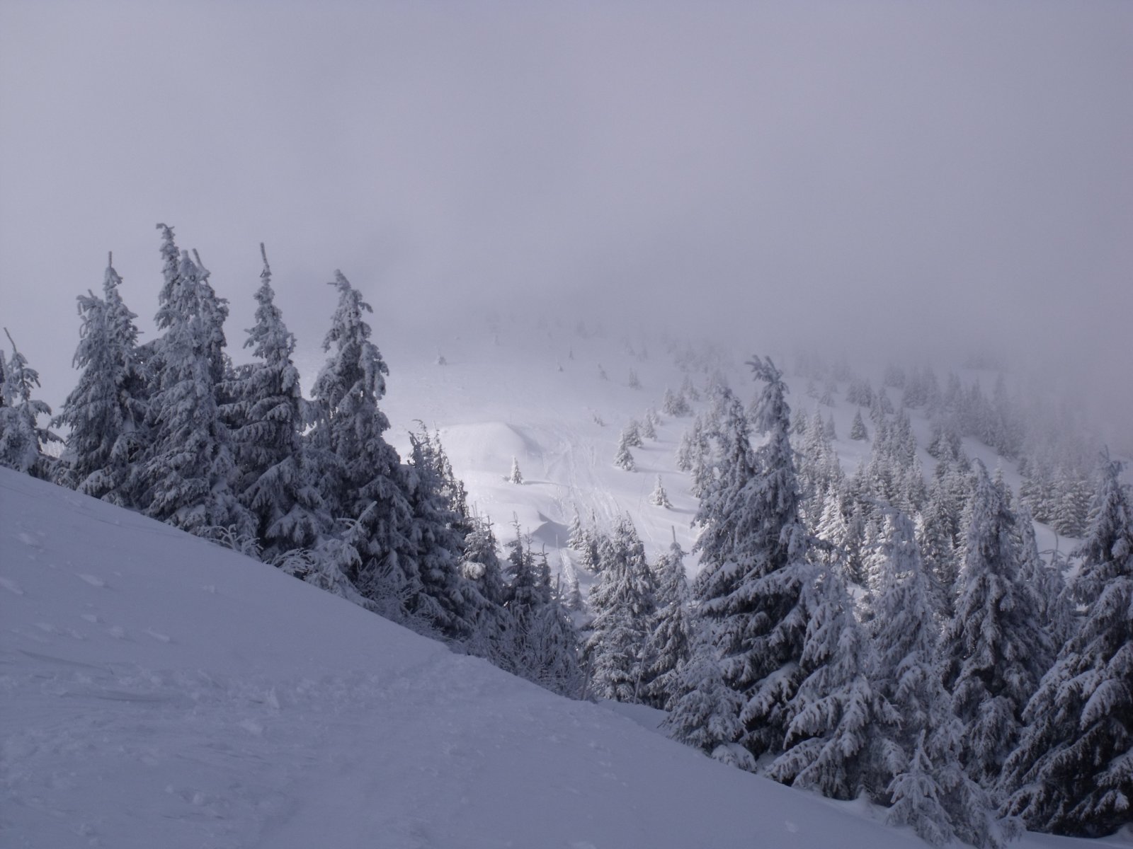 Nová holá: Ösvény a Zvolen csúcsa felé