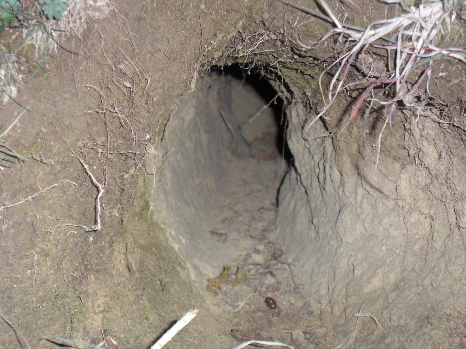 Üregi nyulak munkája