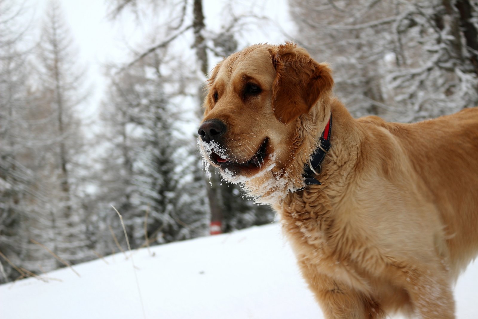A szálloda kutyusa | Kép: eschenhof.at