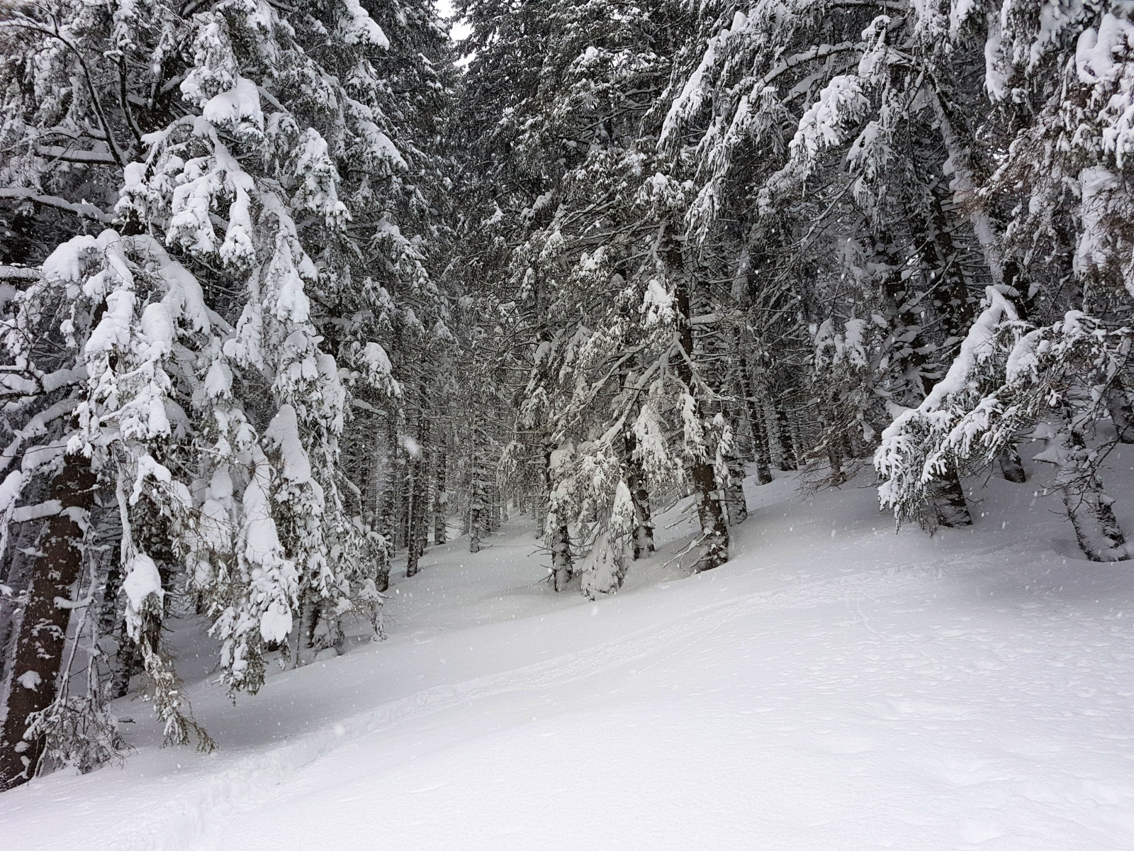 Filzmoos, az erdőben már 2-3 méter hó van és teljesen kisimult a terep