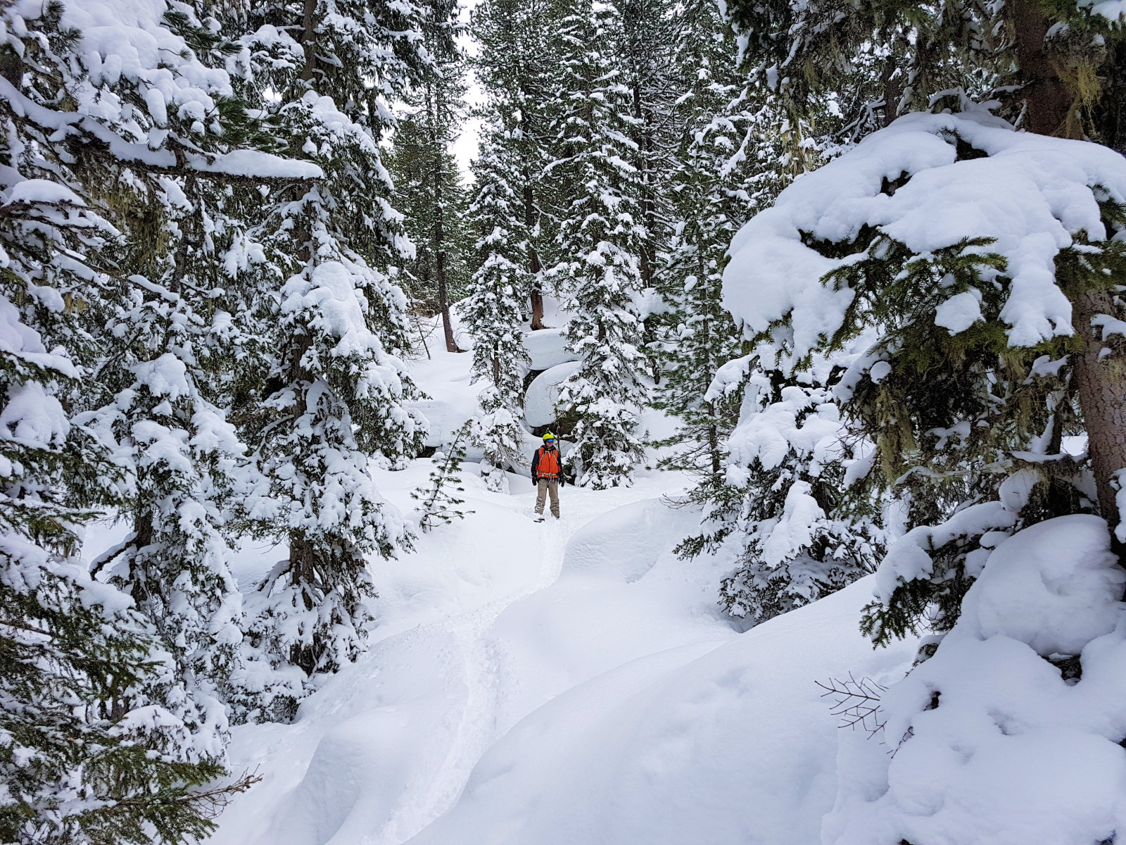 Sportgastein, északi oldal, az erdőben