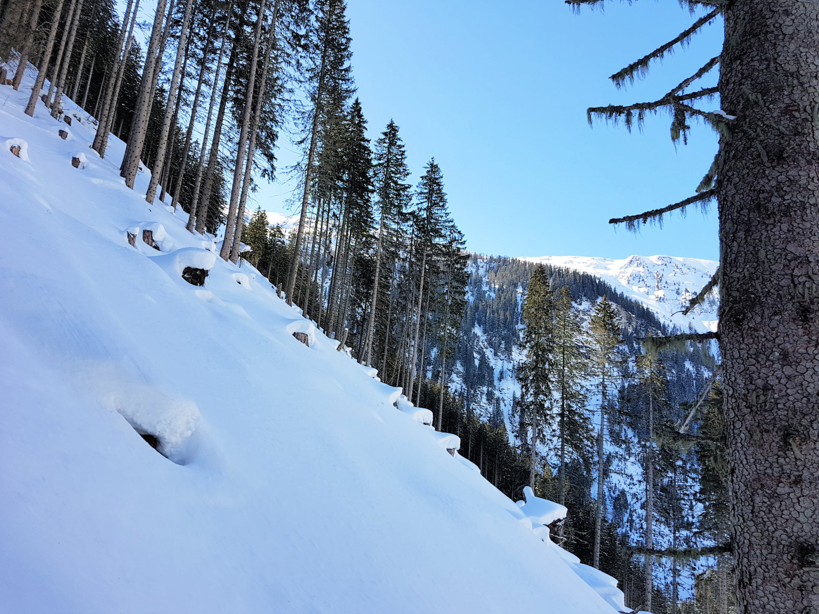 Angertal hátsó, a duzzasztó feletti tisztás