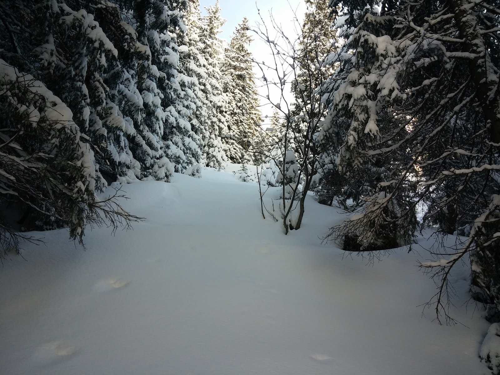 Saalbach. Meredek erdő a Reiterkogel (1819m) északi oldalán.