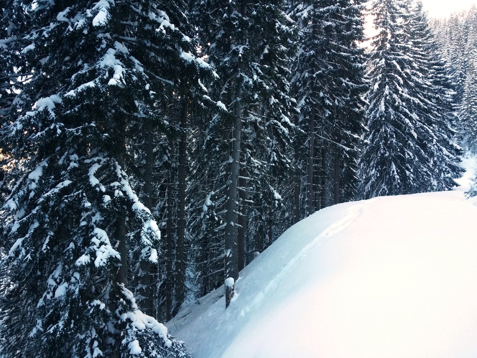 A keresztező erdei utakon (szerencsére nem túl sűrűn vannak) bevártuk egymást, majd csúsztunk tovább lefelé.
