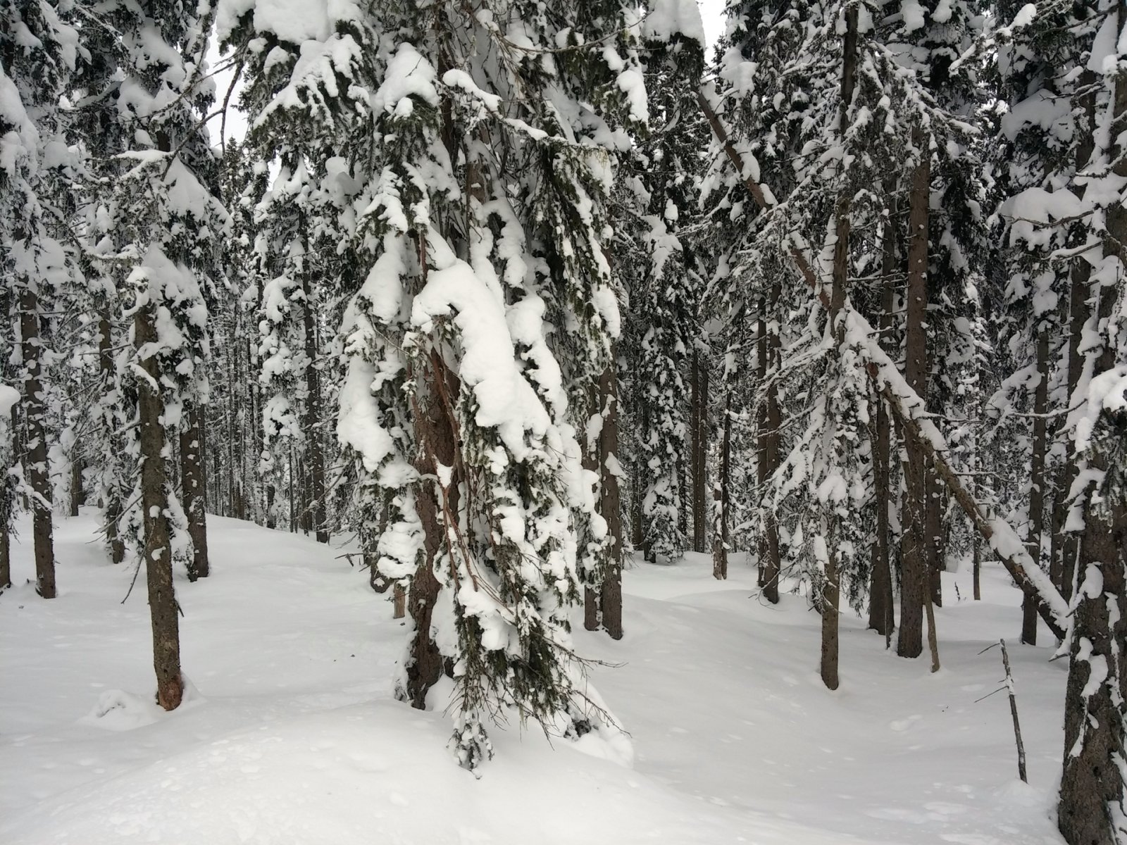 Az erdőben még mindig érintetlen a hó.