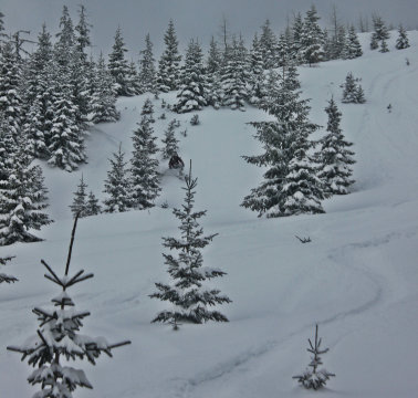 Idilli fenyők valahol a meseerdőben