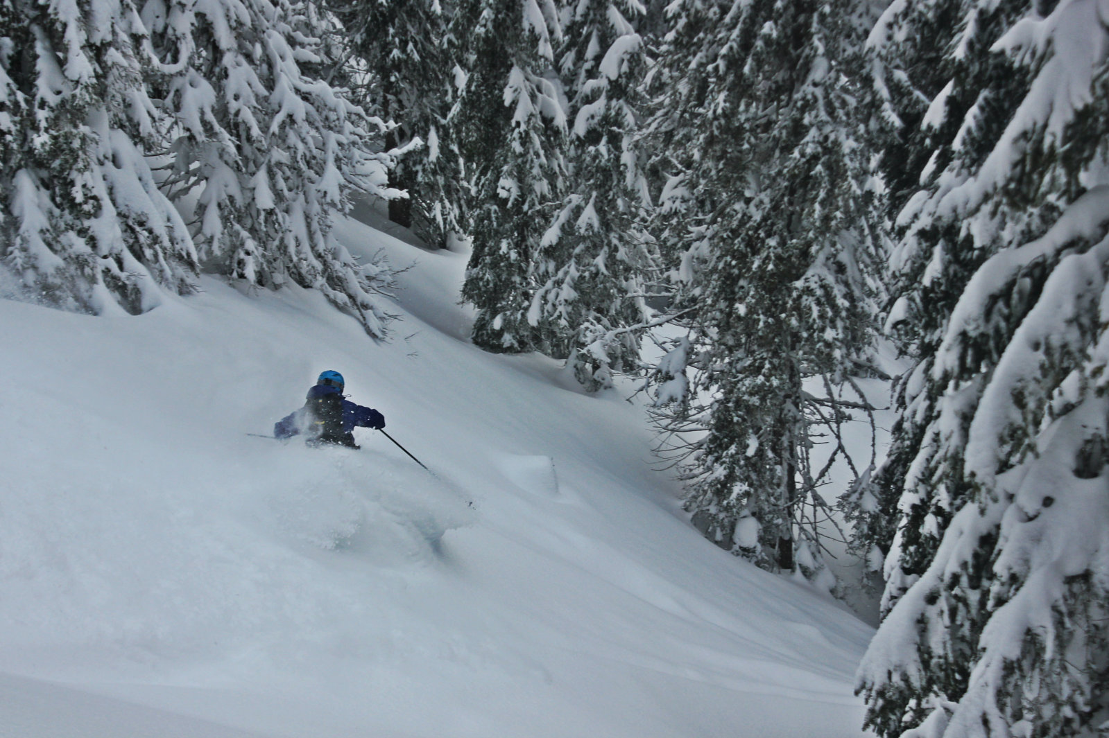 Erdő, ahogyan én szeretem