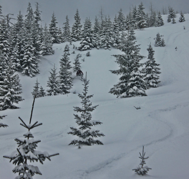 Idilli fenyők valahol a meseerdőben - Kattints a képre a nagyításhoz