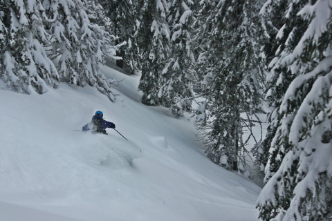 Erdő, ahogyan én szeretem