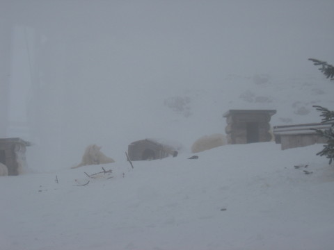 Kutya vagy farkas???