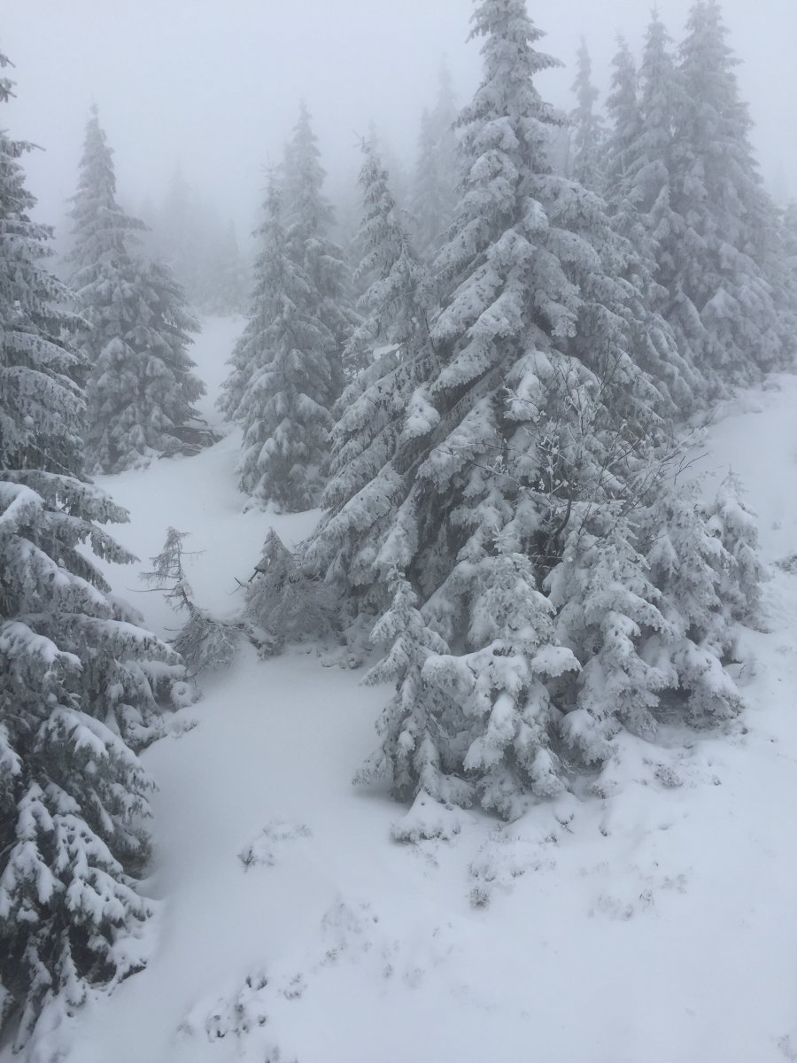 A szürke bubis mentén