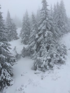 A szürke bubis mentén