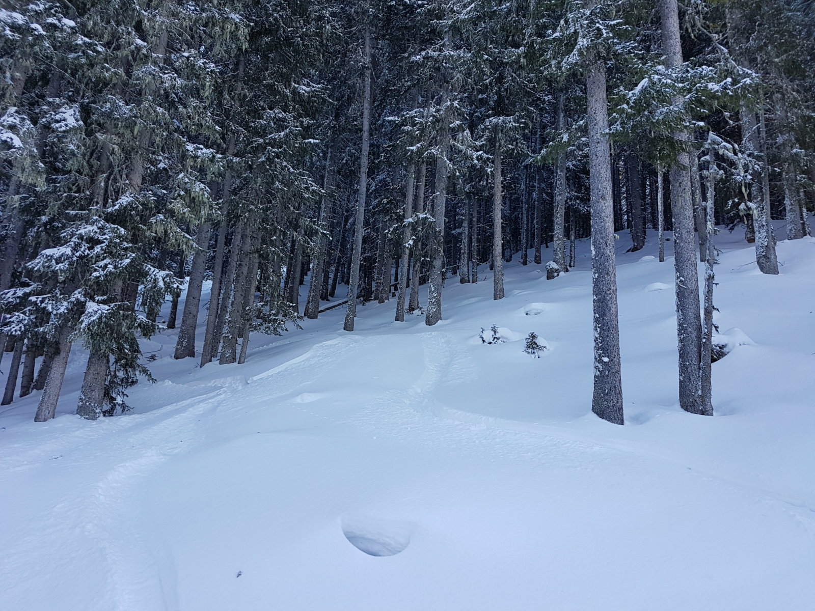 A filzmoosi erdő? Nem, de hasonlít hozzá.
