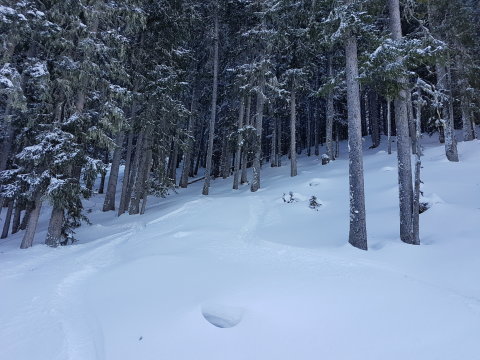 A filzmoosi erdő? Nem, de hasonlít hozzá.