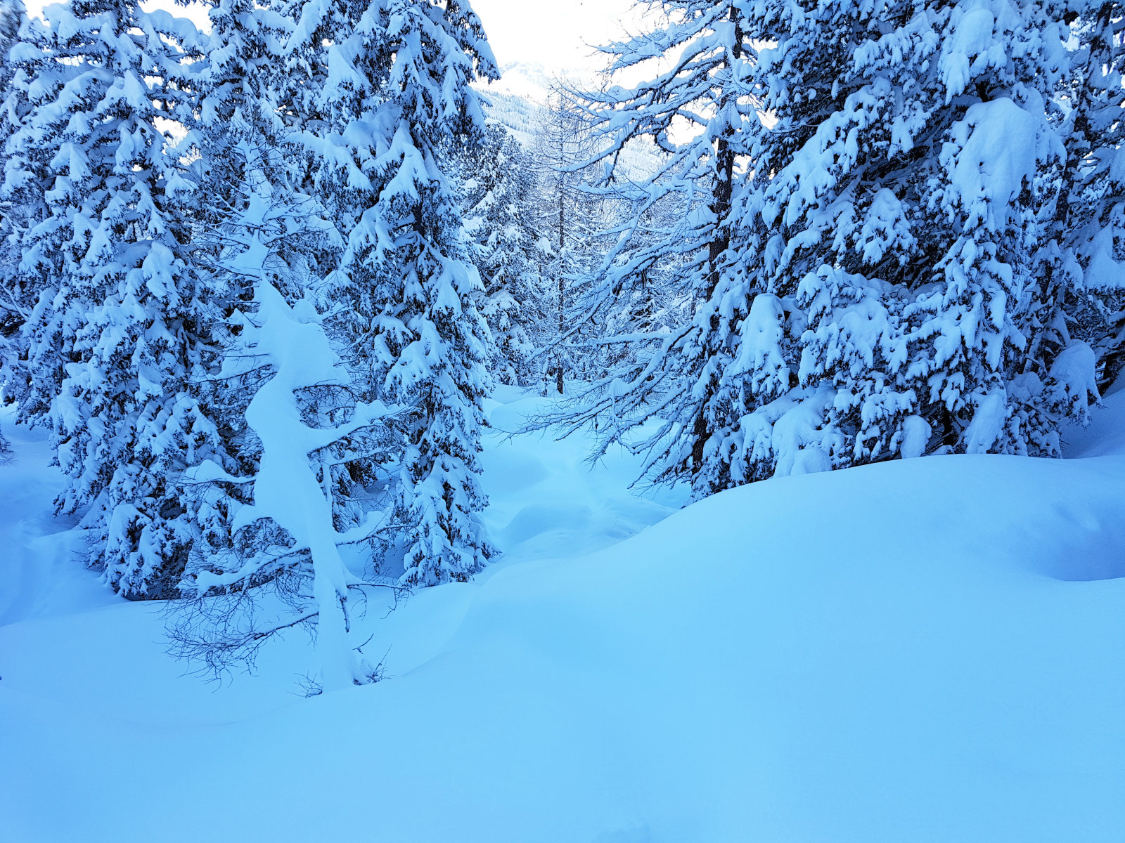 A Graukogel lift melletti erdő