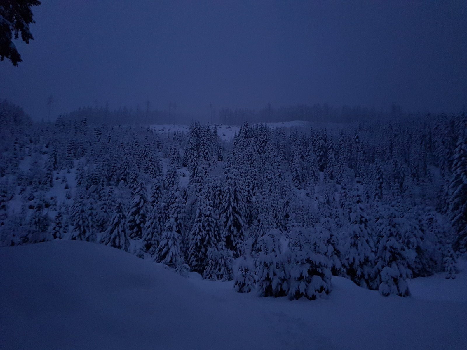 Angertal hátsó, az alsó tisztás egyre sűrűbb